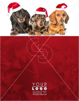 Pet Photos